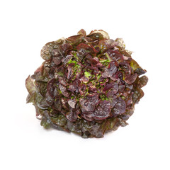 Oak leaf lettuce isolated