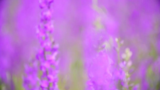 large field of beautiful purple flowers irises.