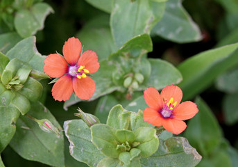 anagallide (Anagallis arvensis)