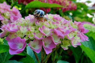 Hortensia aux belles couleurs