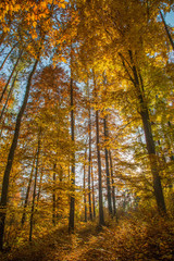 Fototapeta premium Lichtspiel in herbstliche verfärbtem Laubwald mit blauem Himmel
