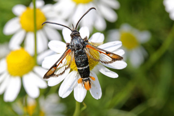 strana farfallina (Pyropteron chrysidiformis) su un fiore di camomilla