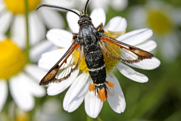 strana farfallina (Pyropteron chrysidiformis) su un fiore di camomilla
