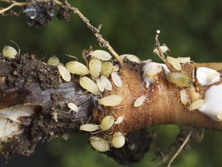 closeup of root apids