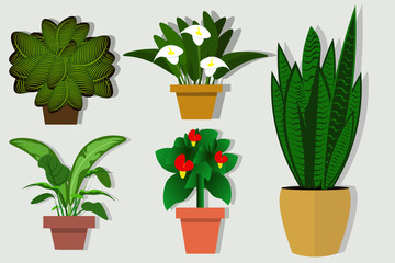 House plants and flowers in pots. Flat style vector illustration. The selection of plants for offices and residential premises - 114322423