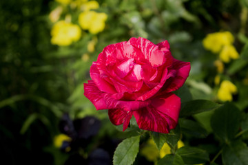 striped pink rose in the garden on a green background colorful summer background