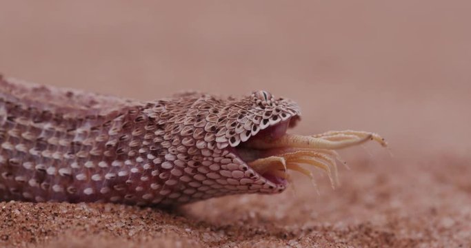 4K shot of sidewinder/Peringuey's adder eating a shovel snouted lizard