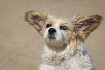 Funny Lhasa Apso Dog With Big Ears