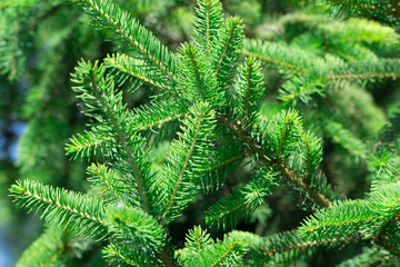 evergreen fir trees