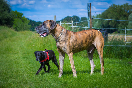 Gro&szlig;e Dogge