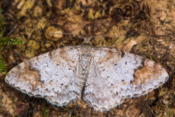 Blomer's rivulet moth (Venusia blomeri). Scarce woodland insect in the family Geometridae, the geometer moths, associated with wych elm