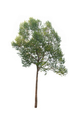 isolated tree on a white background