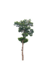 isolated tree on a white background