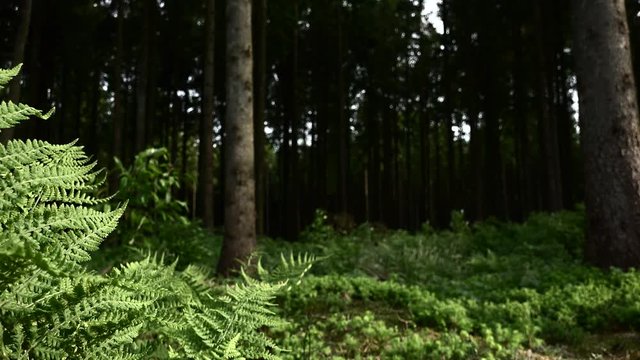 Forest scene (4K footage) for use as ambient/background footage
