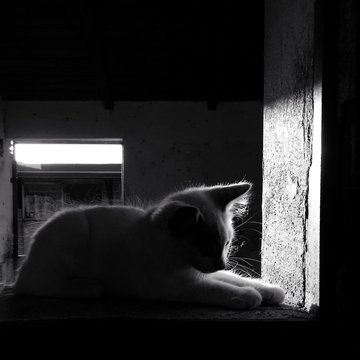 Cat bnw