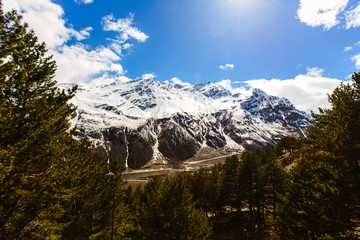 The snow on top of the Caucasus mountains on a clear Sunny day. In the light of the sun. In the foreground a forest