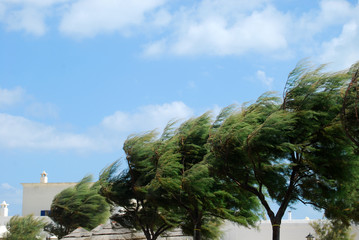 Trees whipped by the mistral wind on the coast of Apulia - Apuli