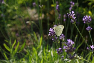 Cabbage white butterfly on lavender flowers
