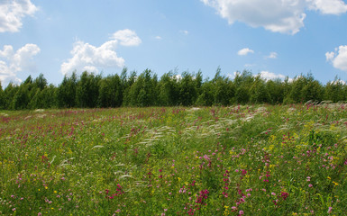 Meadow of wildflowers. View 6