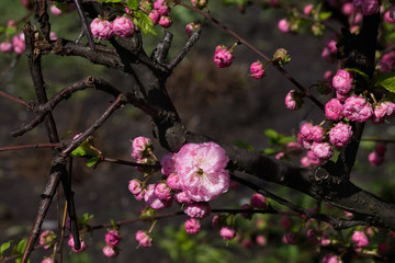 blossoming branch of pink almond closeup