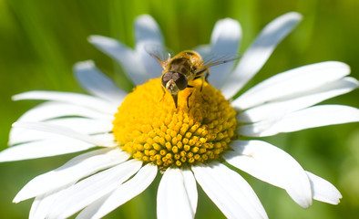 insect sitting on a flower