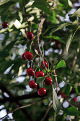 Bunches of ripe cherries on a branch. Selective soft focus. Bokeh in the background