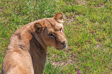 Lions on a walk