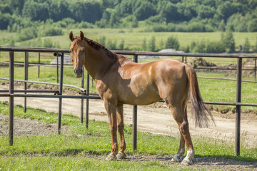 Chestnut horse