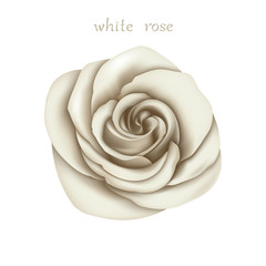 White Rose. Isolated Flower on a White Background. 