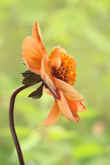 Orange flower isolated on a green background.