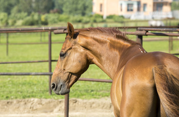 Naklejka premium Chestnut horse