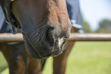 Nose of black horse in halter