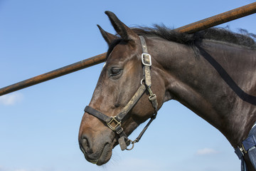 Head of black horse in halter