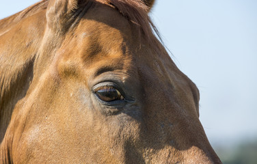 Chestnut horse. Ears and eyes.