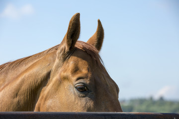 Chestnut horse. Ears and eyes.