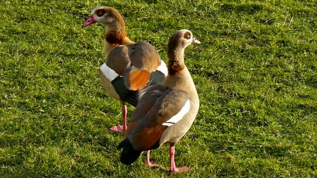 Two brown ducks on the grassy land they have brown feathers with white stripes on it