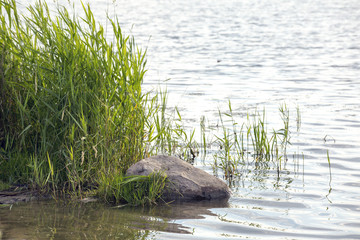 Grassy lake shore