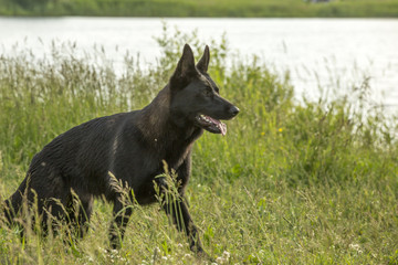 Black German Shepherd