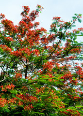 Royal Poinciana flower blooming