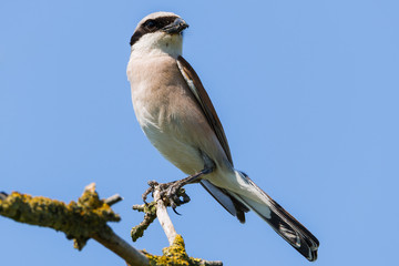 Neuntöter (Lanius collurio) Männchen sitzt auf einem Ast des Baumes