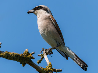 Neuntöter (Lanius collurio) Männchen mit einer Spinne im Schnabel