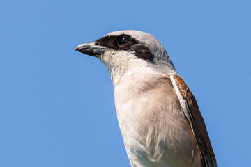 Neuntöter (Lanius collurio) Portrait eines Männchens