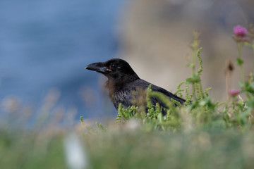 Common Raven, Corvus corax