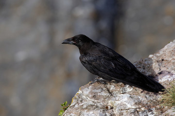 Common Raven, Corvus corax