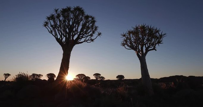 4K time lapse of sun setting with quiver tree in silhouette 