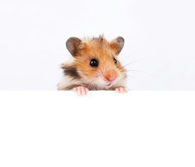 Little hamster hanging its paws over a white banner
