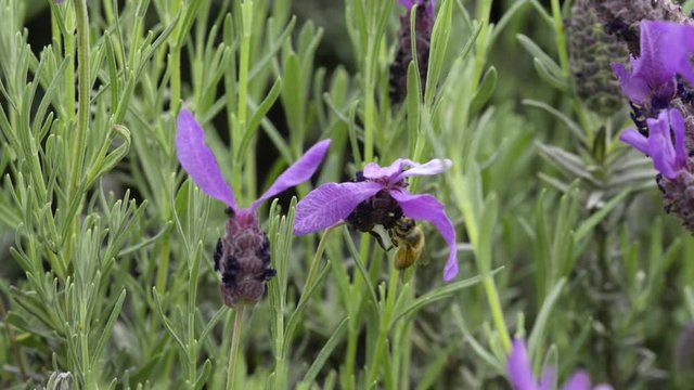 Honey Bee moving around and collecting nectar from a purple flower