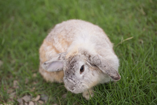 Adorable and cute fluffy Holland Lops rabbit