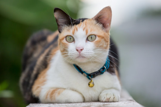 three-colored cat closeup