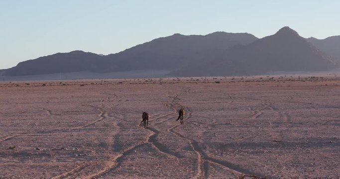 4K wide angle view of wild horses walking away from camera into the desert landscape